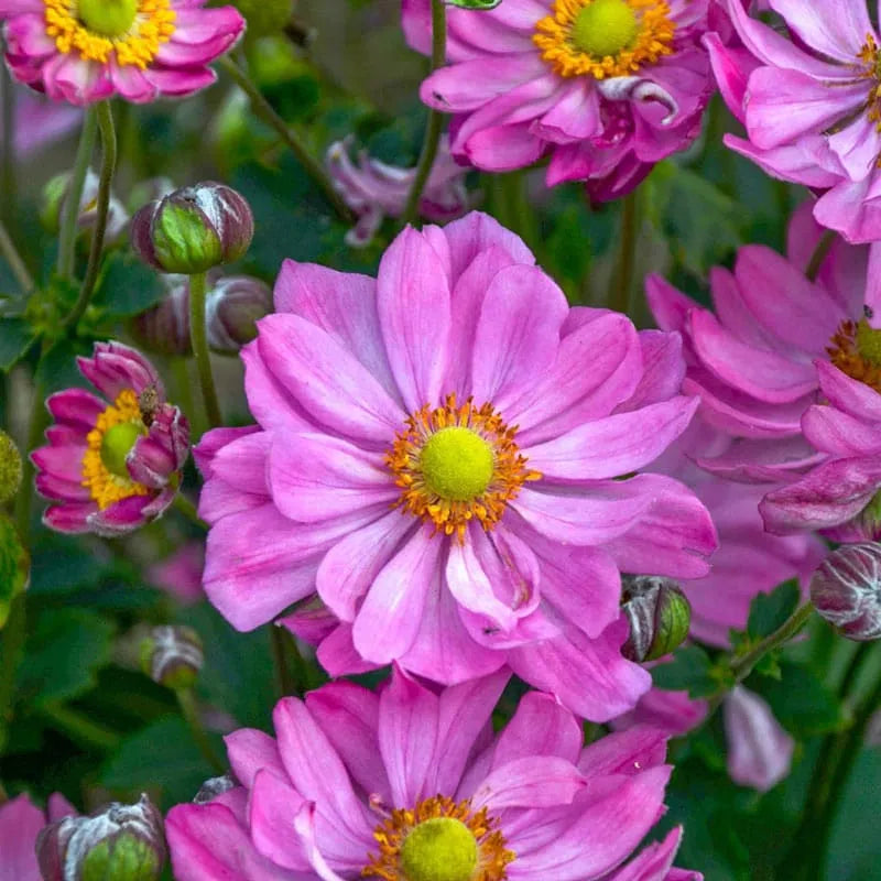 G652 Anemone 'curtain Call Pink' - View 20 from www redcrocus com