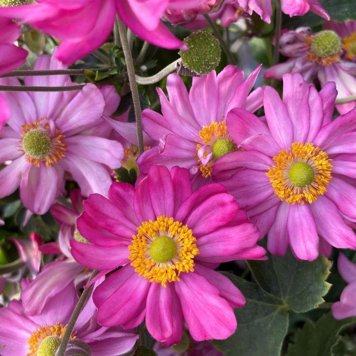 G652 Anemone 'curtain Call Pink' - View 21 from www redcrocus com