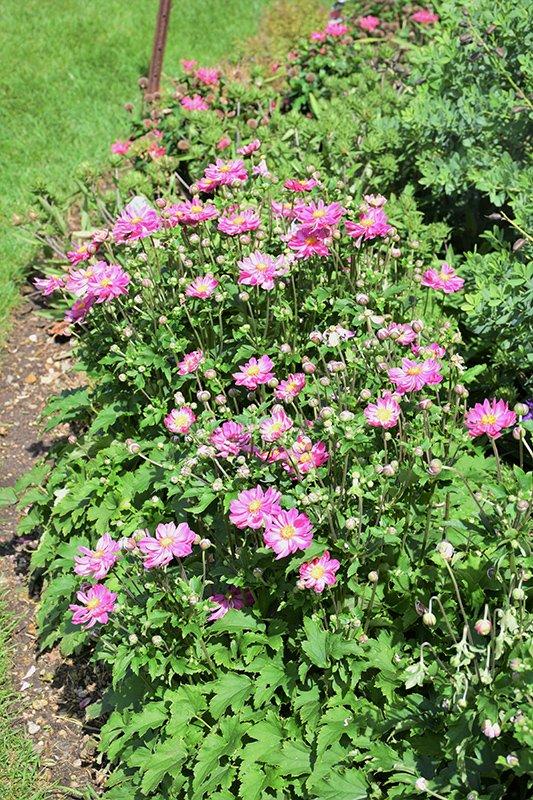 G652 Anemone 'curtain Call Pink' - View 23 from www redcrocus com