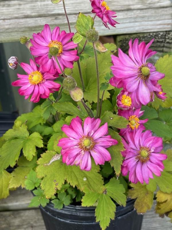 G652 Anemone 'curtain Call Pink' - View 25 from www redcrocus com