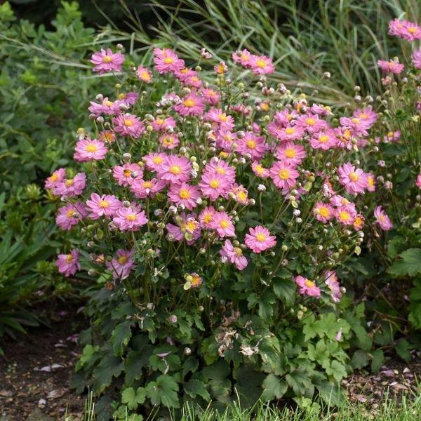 G652 Anemone 'curtain Call Pink' - View 26 from www redcrocus com