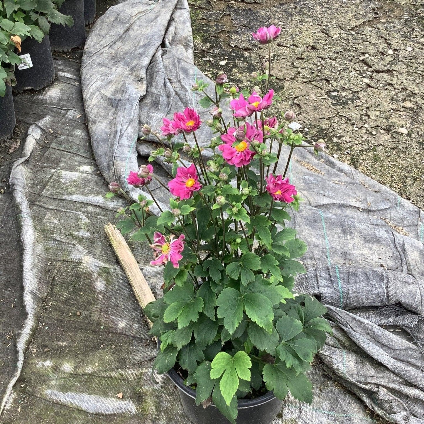 G652 Anemone 'curtain Call Pink' - View 27 from www redcrocus com