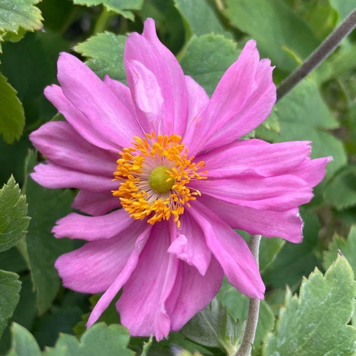 G652 Anemone 'curtain Call Pink' - View 28 from www redcrocus com