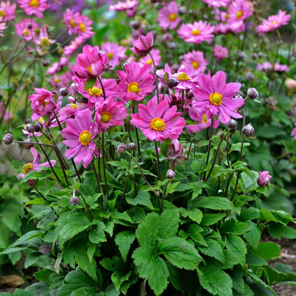 G652 Anemone 'curtain Call Pink' - View 31 from www redcrocus com