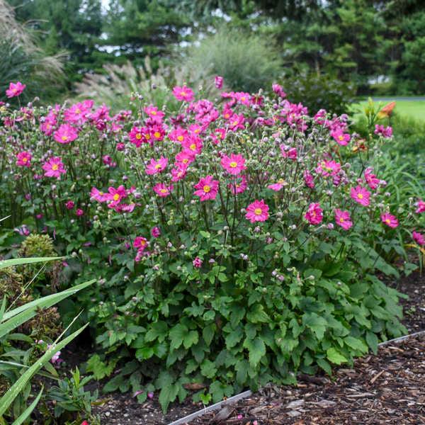 G652 Anemone 'curtain Call Pink' - View 34 from www redcrocus com