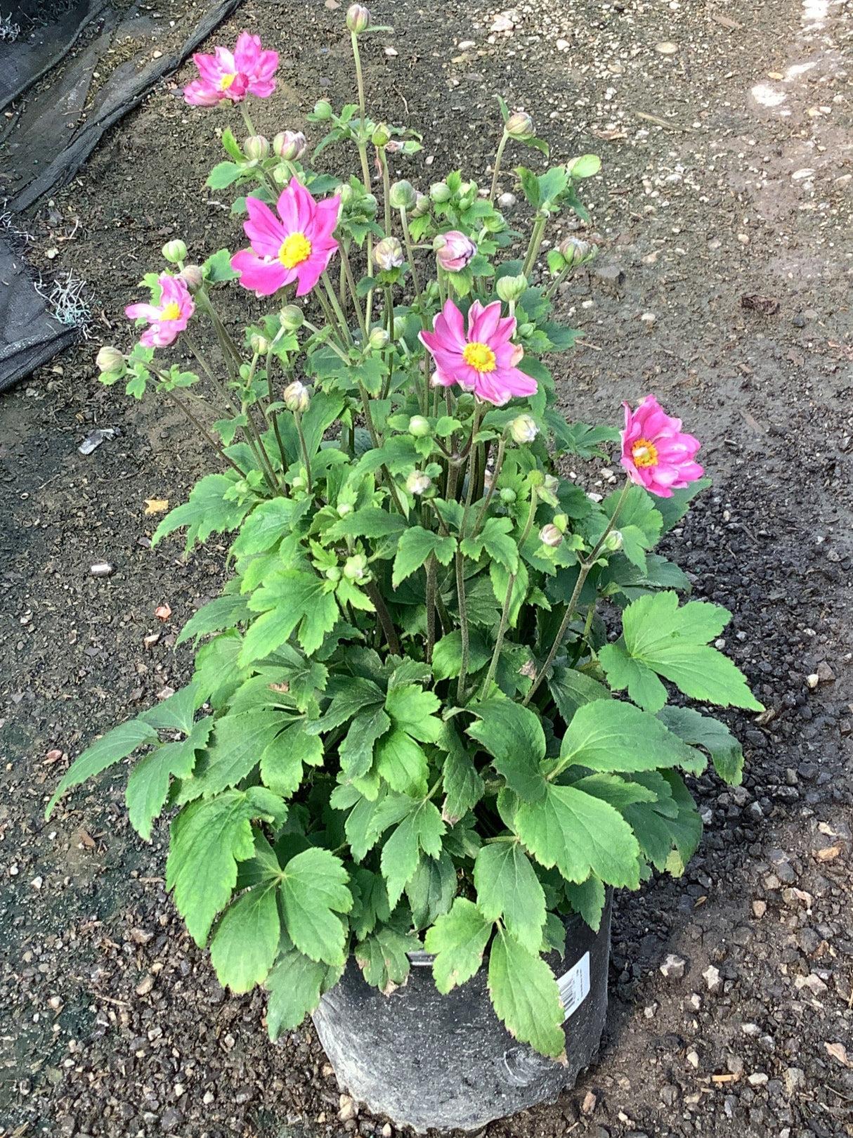 G652 Anemone 'curtain Call Pink' - View 35 from www redcrocus com