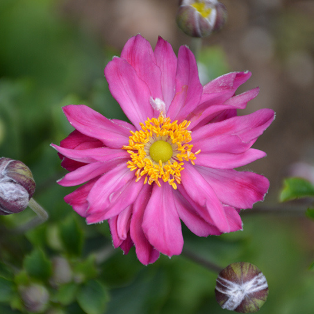 G652 Anemone 'curtain Call Pink' - View 36 from www redcrocus com