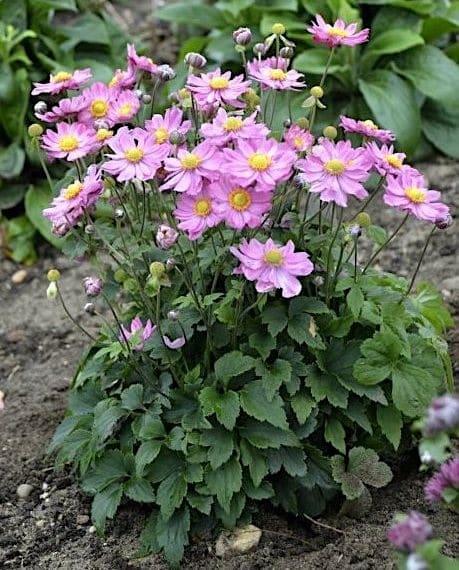 G652 Anemone 'curtain Call Pink' - View 7 from www redcrocus com