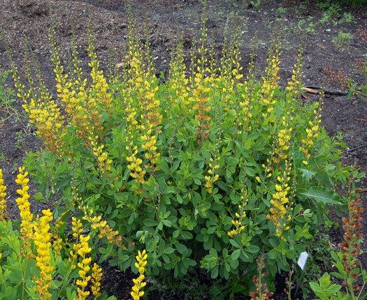 G654 Baptisia Solar Flare Prairieblues - View 10 from www redcrocus com