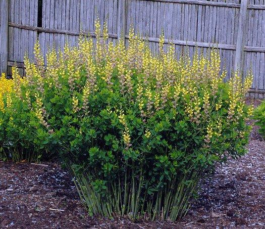 G654 Baptisia Solar Flare Prairieblues - View 11 from www redcrocus com
