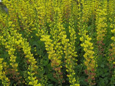 G654 Baptisia Solar Flare Prairieblues - View 12 from www redcrocus com