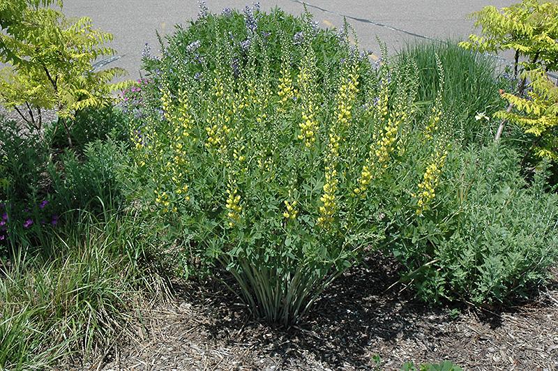 G654 Baptisia Solar Flare Prairieblues - View 13 from www redcrocus com