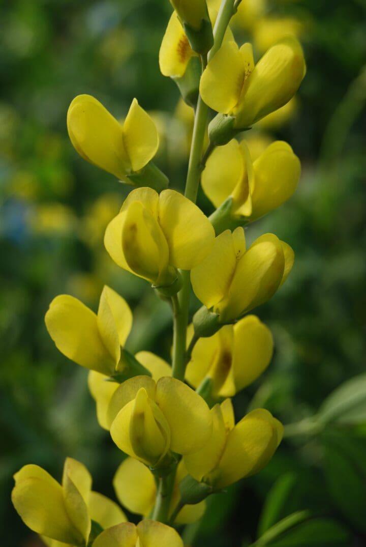 G654 Baptisia Solar Flare Prairieblues - View 14 from www redcrocus com