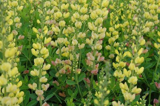 G654 Baptisia Solar Flare Prairieblues - View 15 from www redcrocus com