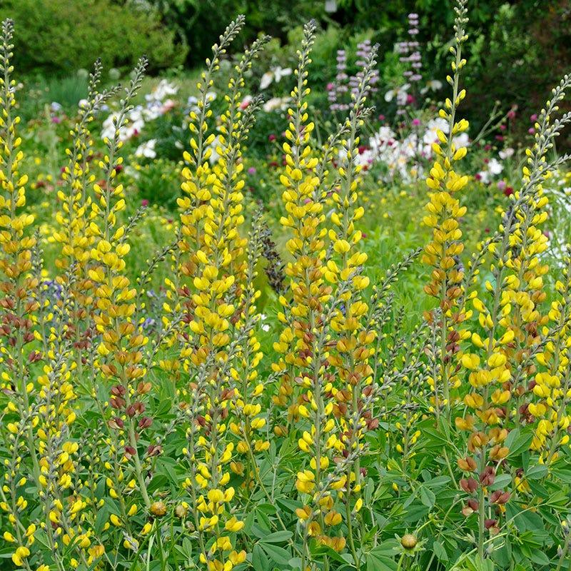G654 Baptisia Solar Flare Prairieblues - View 16 from www redcrocus com