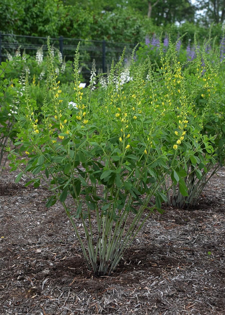 G654 Baptisia Solar Flare Prairieblues - View 17 from www redcrocus com