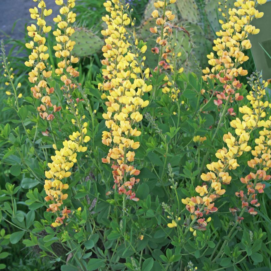 G654 Baptisia Solar Flare Prairieblues - View 1 from www redcrocus com