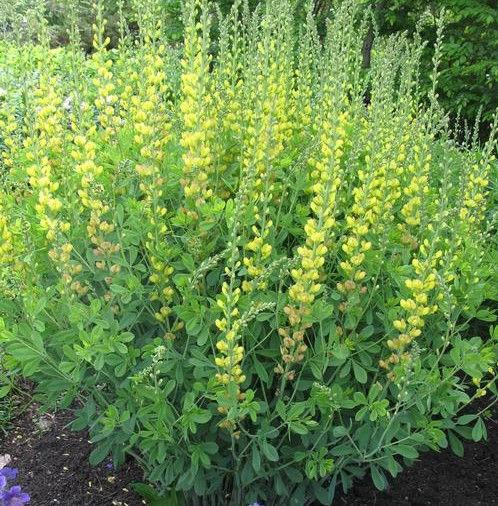 G654 Baptisia Solar Flare Prairieblues - View 2 from www redcrocus com
