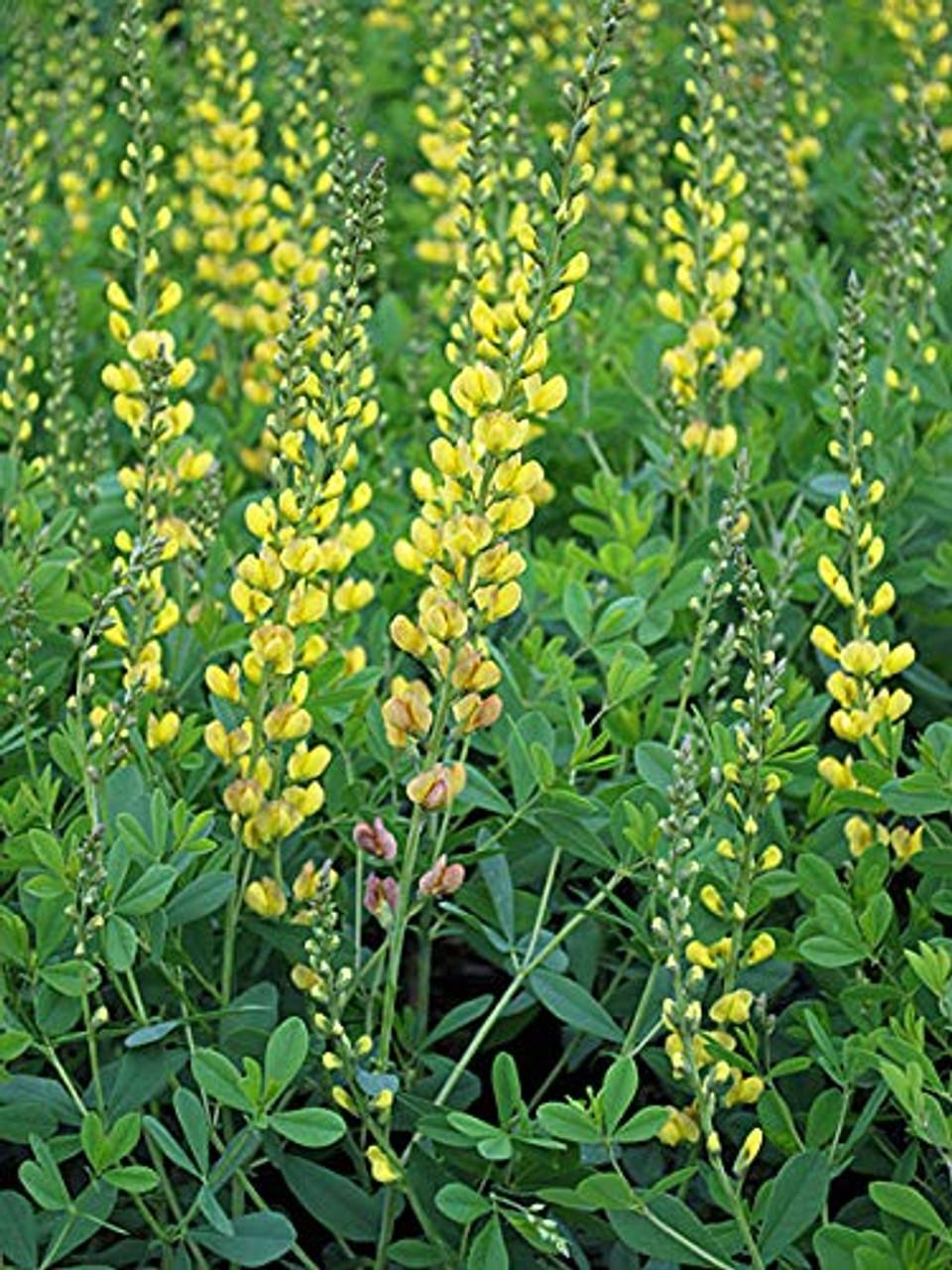 G654 Baptisia Solar Flare Prairieblues - View 3 from www redcrocus com