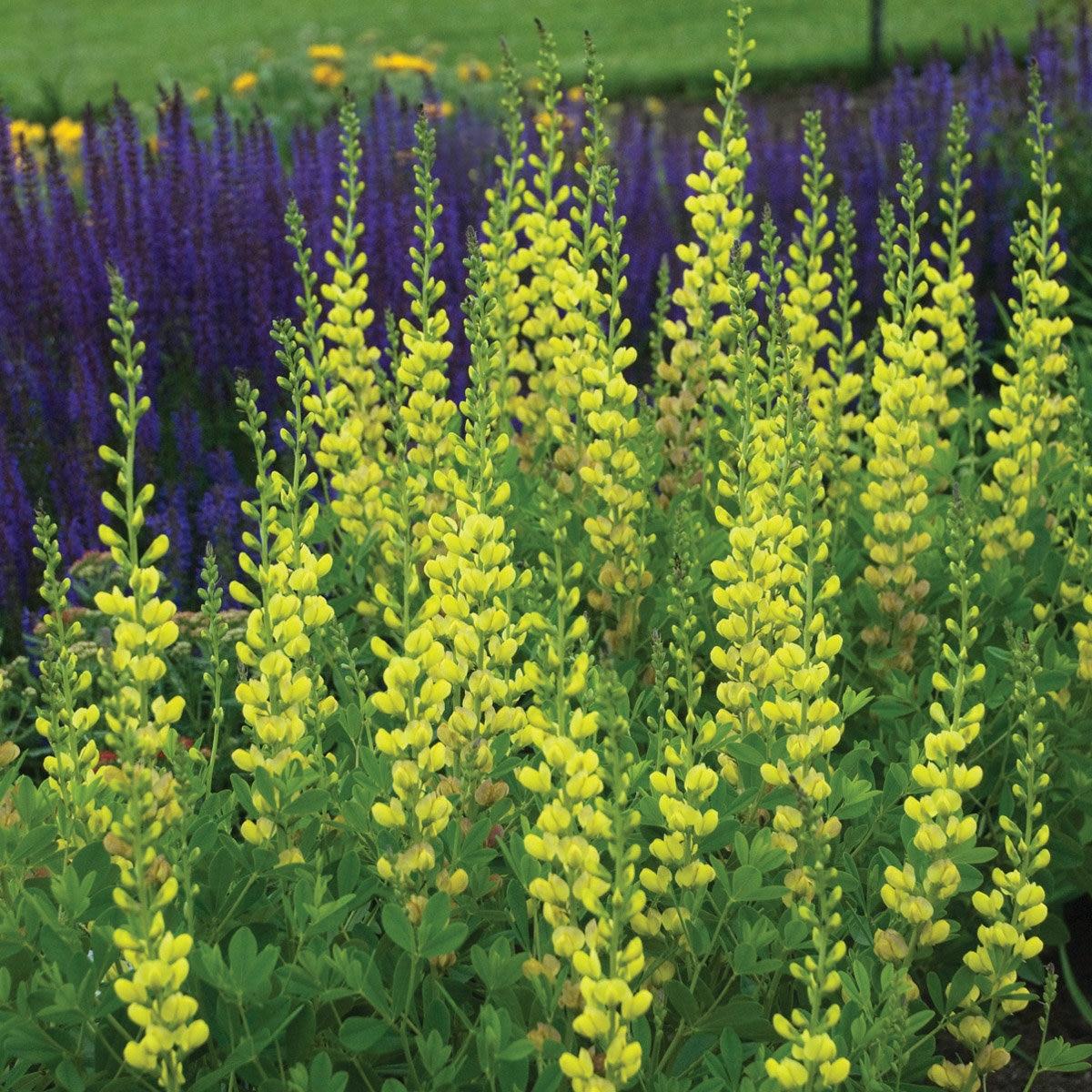 G654 Baptisia Solar Flare Prairieblues - View 4 from www redcrocus com