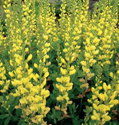 G654 Baptisia Solar Flare Prairieblues - View 5 from www redcrocus com