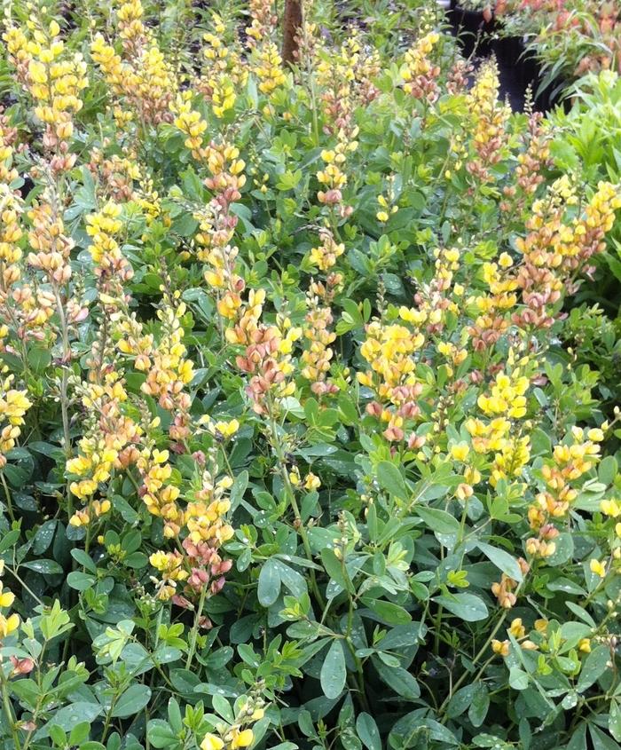 G654 Baptisia Solar Flare Prairieblues - View 6 from www redcrocus com