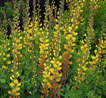 G654 Baptisia Solar Flare Prairieblues - View 7 from www redcrocus com