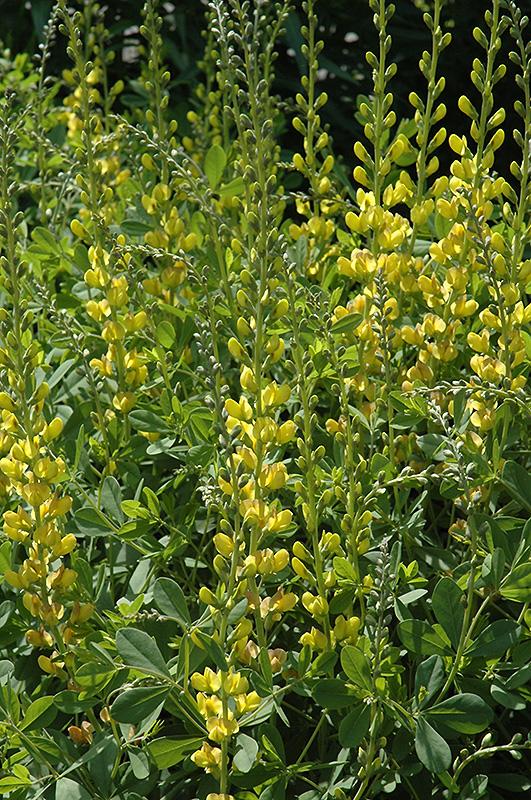 G654 Baptisia Solar Flare Prairieblues - View 8 from www redcrocus com