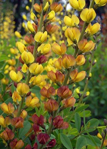 G654 Baptisia Solar Flare Prairieblues - View 9 from www redcrocus com