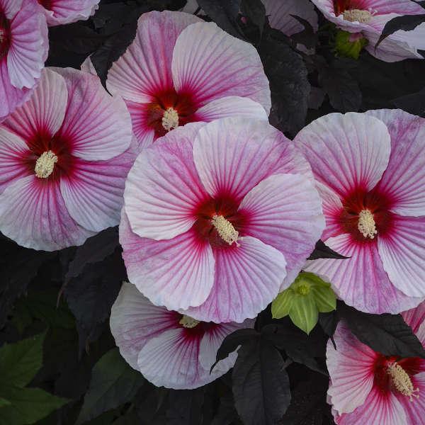 G657 Hibiscus Starry Starry Night - View 10 from www redcrocus com