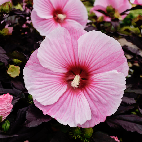 G657 Hibiscus Starry Starry Night - View 11 from www redcrocus com