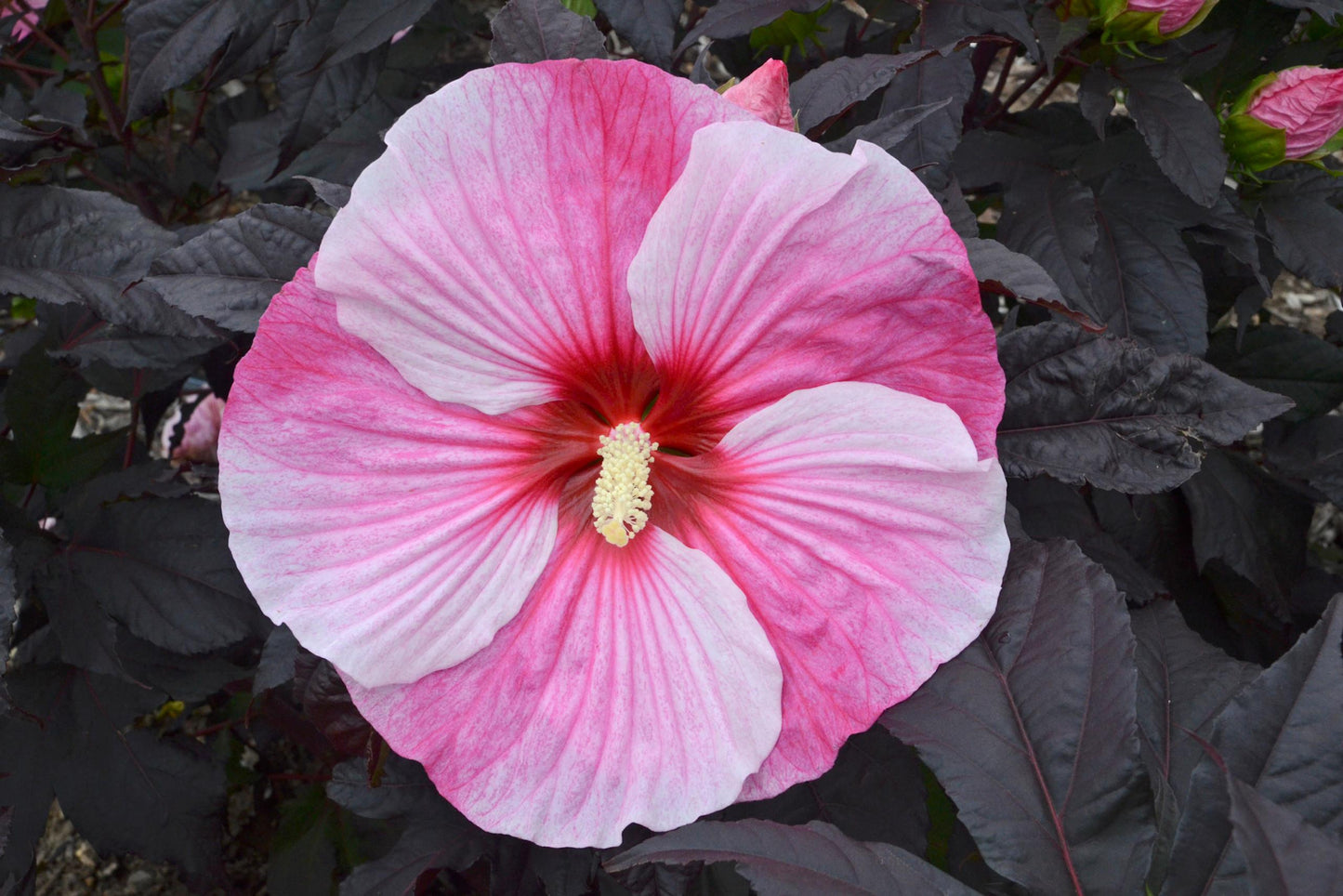G657 Hibiscus Starry Starry Night - View 12 from www redcrocus com