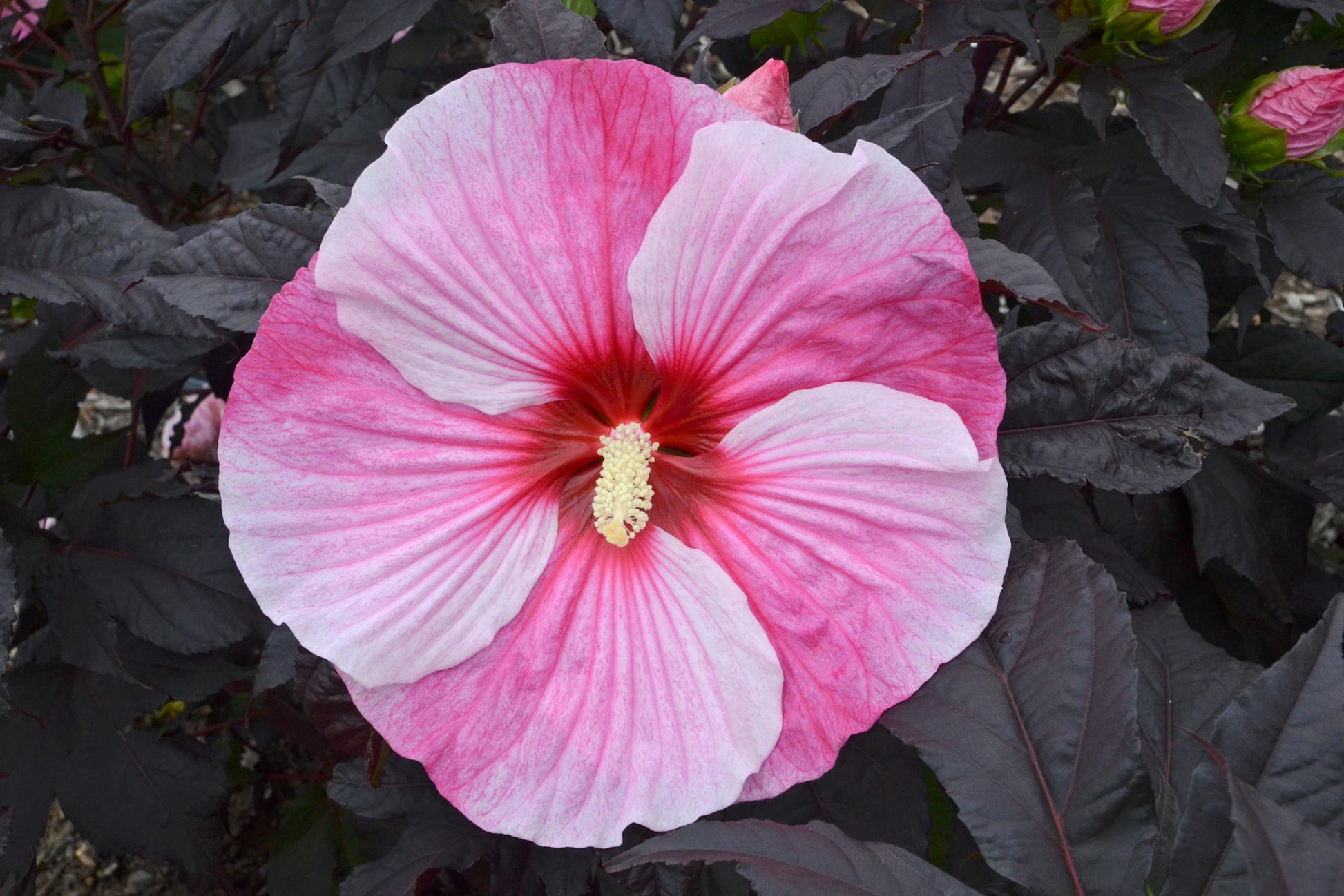 G657 Hibiscus Starry Starry Night - View 12 from www redcrocus com