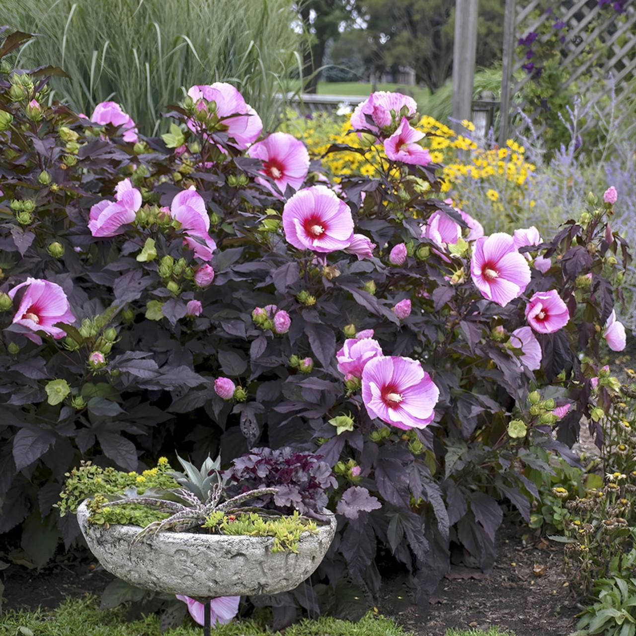 G657 Hibiscus Starry Starry Night - View 14 from www redcrocus com