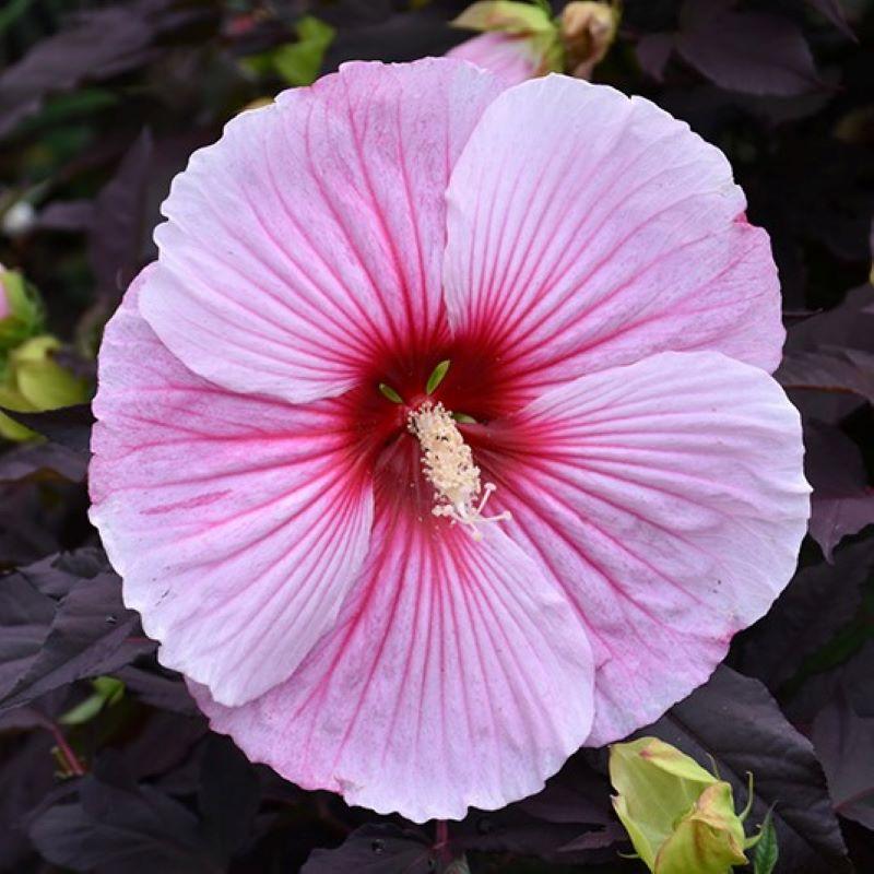 G657 Hibiscus Starry Starry Night - View 15 from www redcrocus com