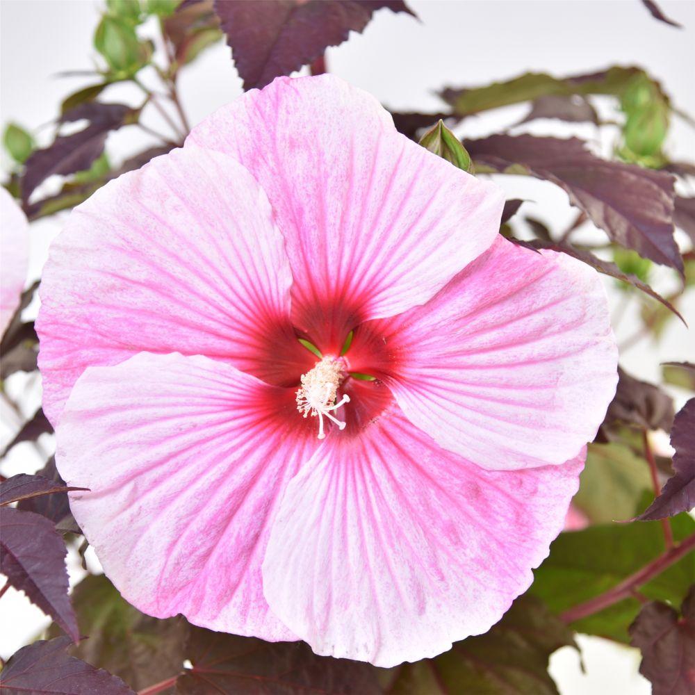 G657 Hibiscus Starry Starry Night - View 18 from www redcrocus com