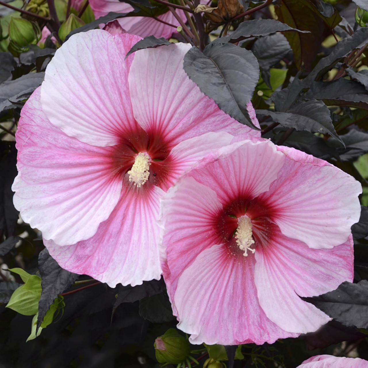 G657 Hibiscus Starry Starry Night - View 20 from www redcrocus com