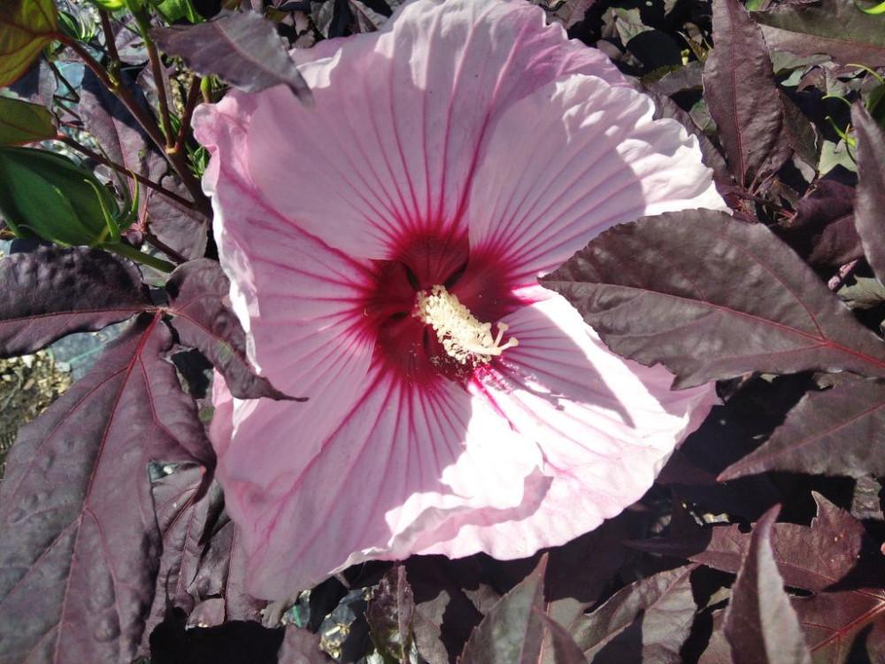 G657 Hibiscus Starry Starry Night - View 2 from www redcrocus com