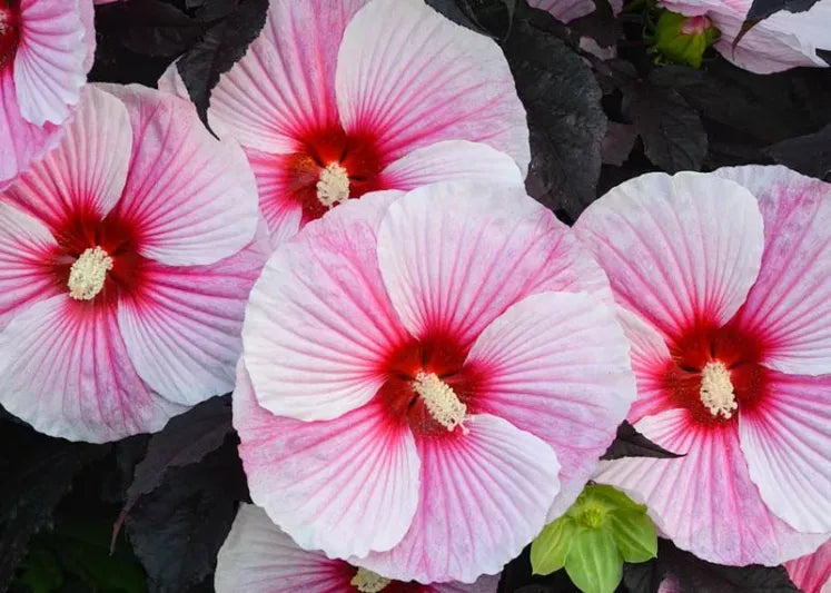 G657 Hibiscus Starry Starry Night - View 3 from www redcrocus com