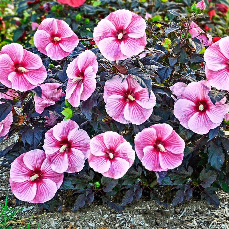 G657 Hibiscus Starry Starry Night - View 4 from www redcrocus com