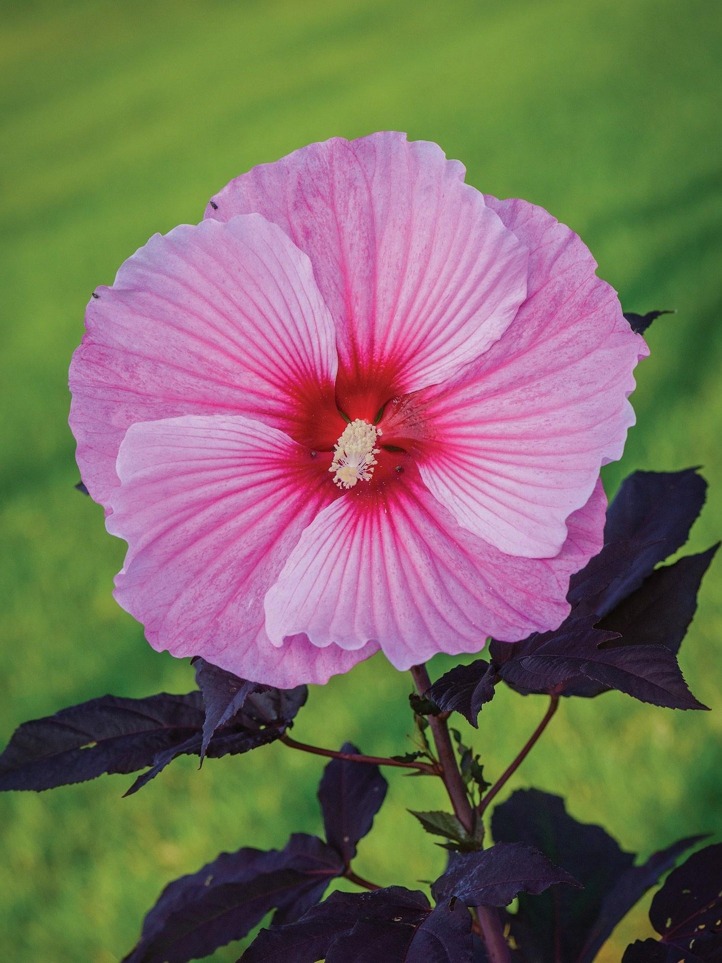 G657 Hibiscus Starry Starry Night - View 6 from www redcrocus com