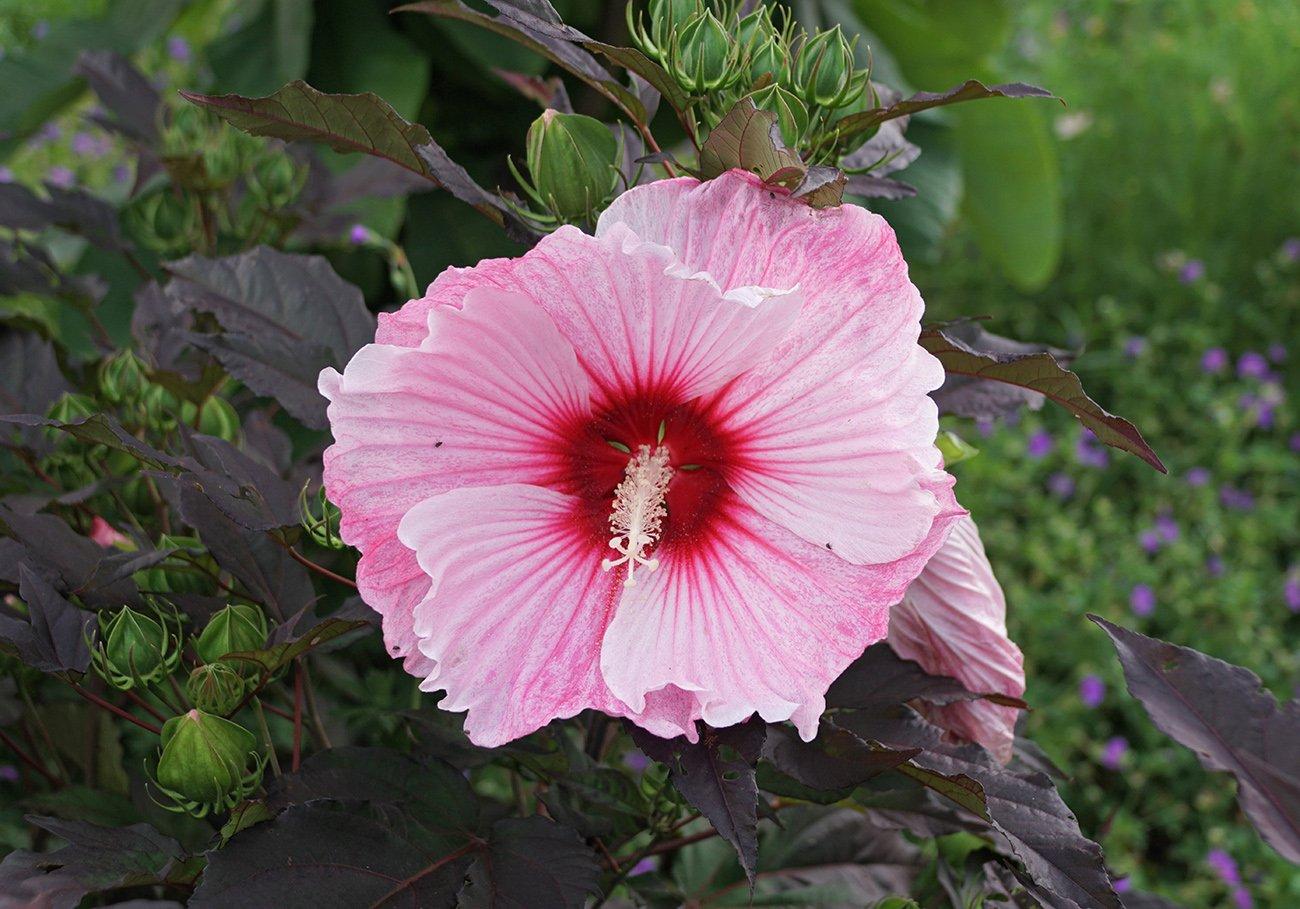 G657 Hibiscus Starry Starry Night - View 7 from www redcrocus com