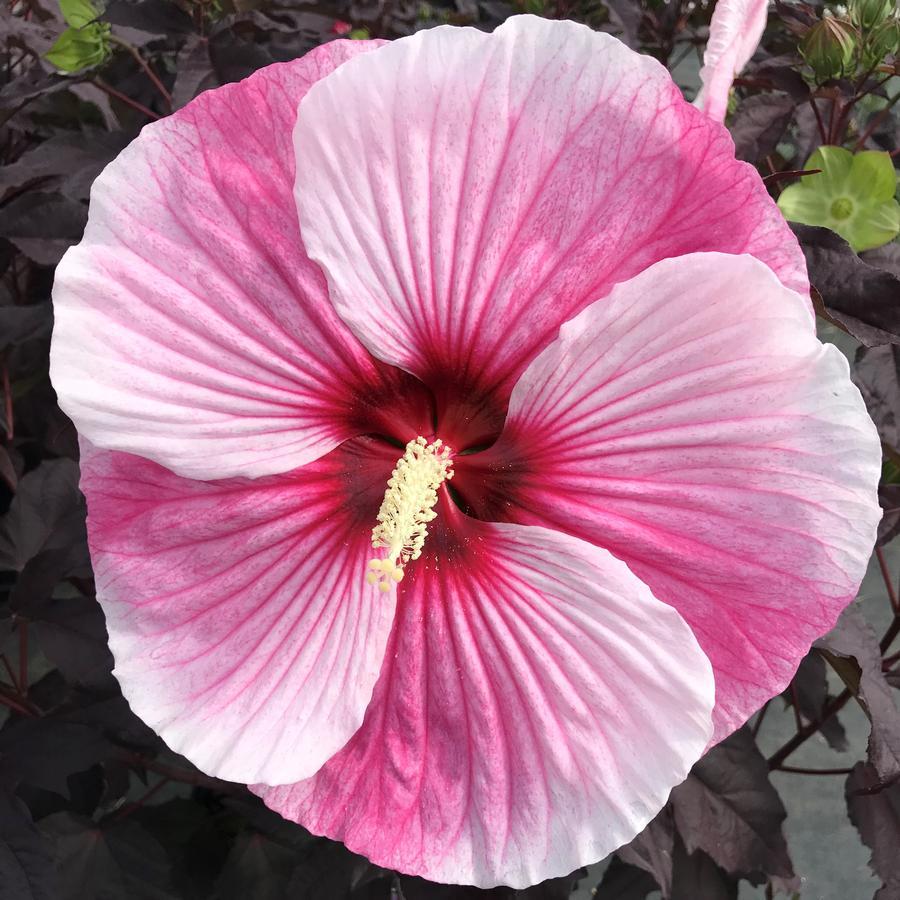 G657 Hibiscus Starry Starry Night - View 9 from www redcrocus com