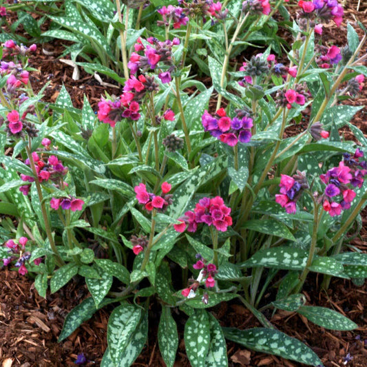 G660 Pulmonaria X Raspberry Splash - View 1 from www redcrocus com