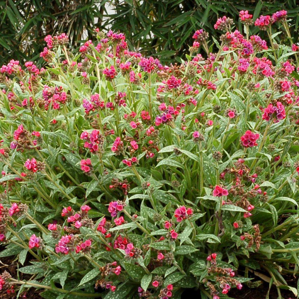 G660 Pulmonaria X 'raspberry Splash' - View 11 from www redcrocus com