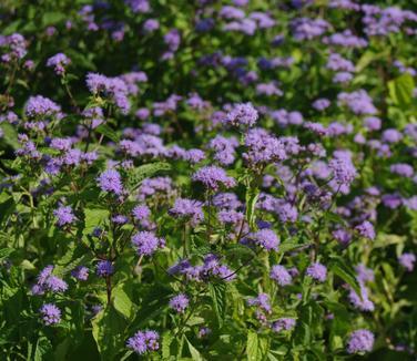 G667 Eupatorium Coelestinum - View 10 from www redcrocus com