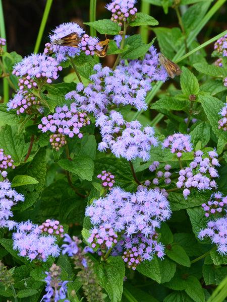 G667 Eupatorium Coelestinum - View 11 from www redcrocus com