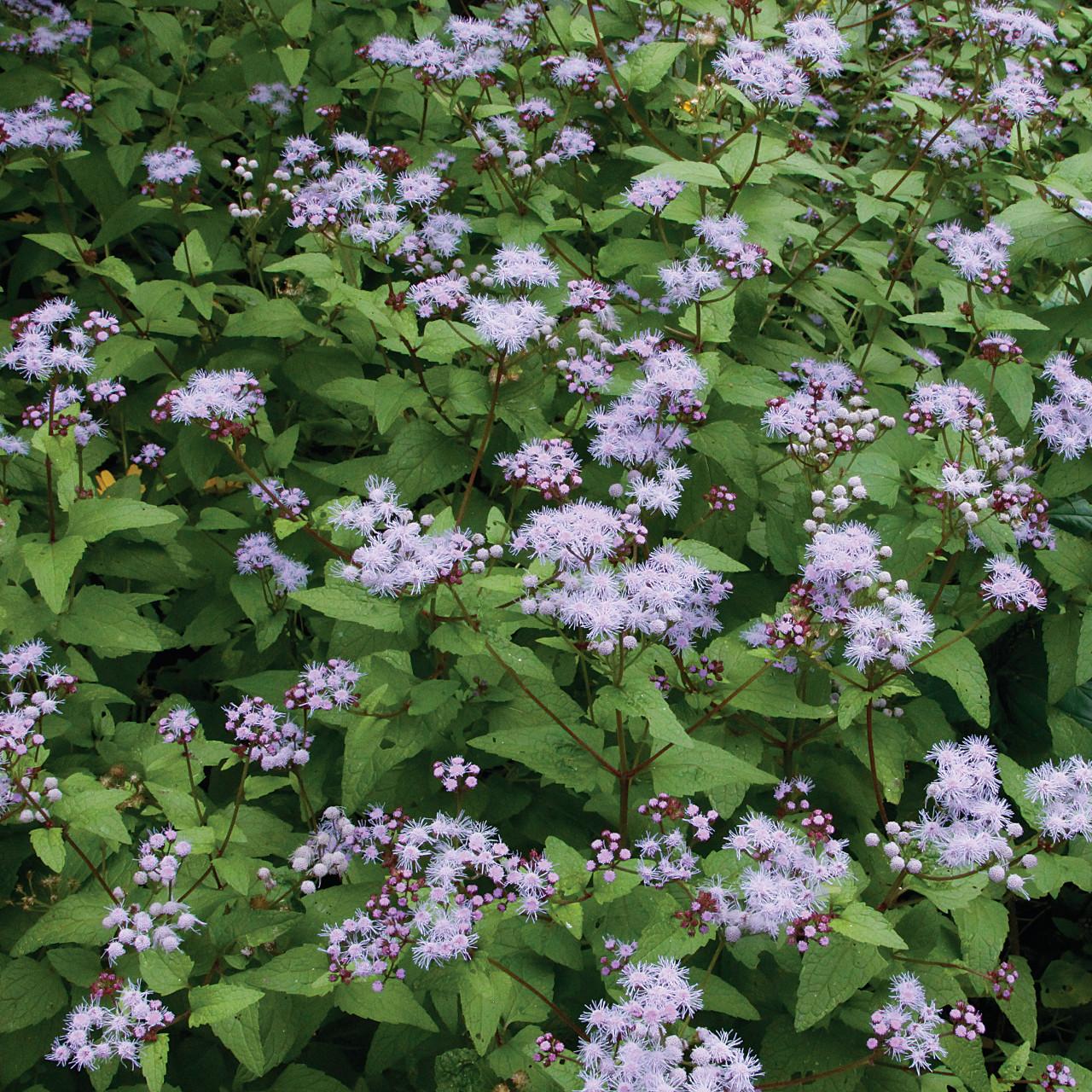 G667 Eupatorium Coelestinum - View 12 from www redcrocus com
