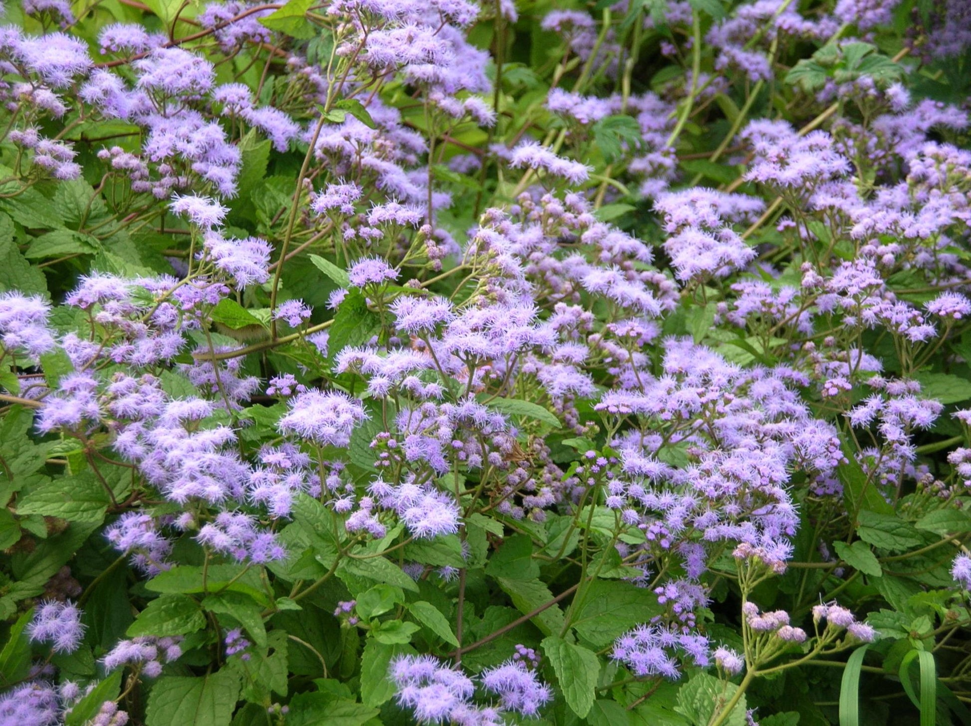 G667 Eupatorium Coelestinum - View 15 from www redcrocus com
