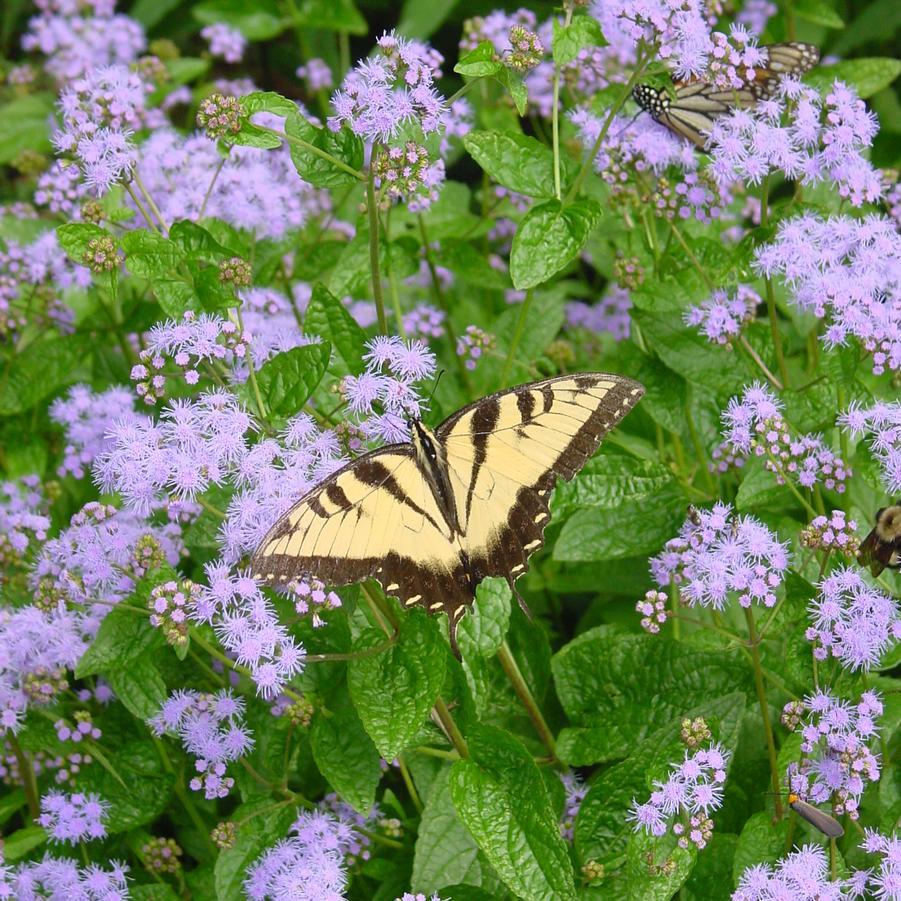 G667 Eupatorium Coelestinum - View 21 from www redcrocus com